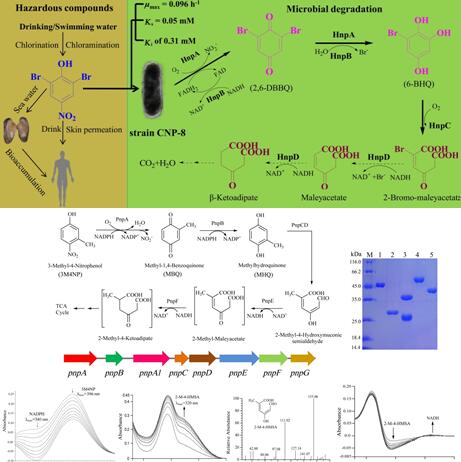 The microbial degradation mechanism of emerging halogenated nitrophenols is revealed in Yantai Institute of Coastal Zone Research