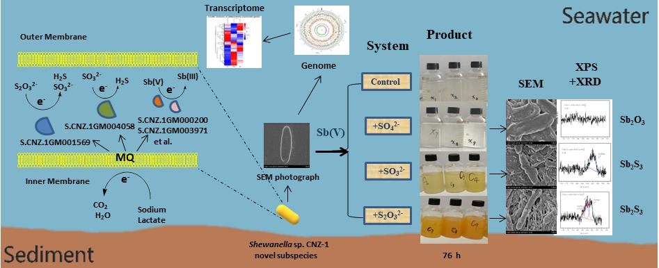 New progress has been made in reduction of Sb(V) using a marine bacterium by YIC researchers
